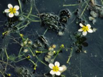 Gewöhnlicher Wasser-Hahnenfuß, Ranunculus aquatilis, Topfware