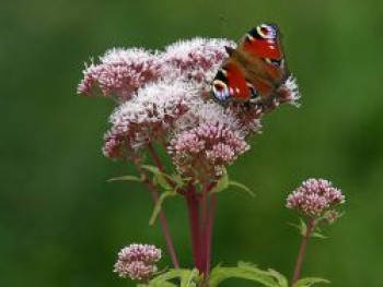 Wasserdost, Eupatorium cannabinum, Topfware