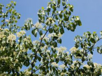 Wechselblättriger Hartriegel / Etagen-Hartriegel, 80-100 cm, Cornus alternifolia, Containerware