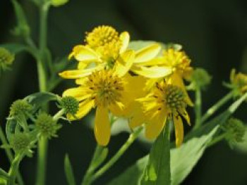 Wechselständig beblätterter Kronbart, Verbesina alternifolia, Topfware