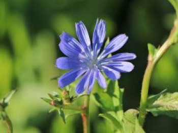 Wegwarte, Cichorium intybus var. intybus, Topfware