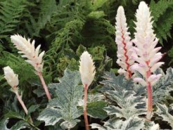 Weiche Bärenklaue Acanthus mollis &#8218;Whitewater&#8216;, Acanthus mollis &#8218;Whitewater&#8216;, Topfware