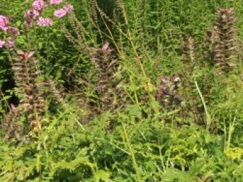 Weiche Bärentatze, Acanthus mollis, Containerware