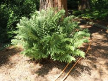 Weicher Schildfarn, Polystichum setiferum, Topfware