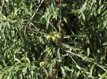 Weidenblättrige Birne, 15-30 cm, Pyrus salicifolia, Topfware