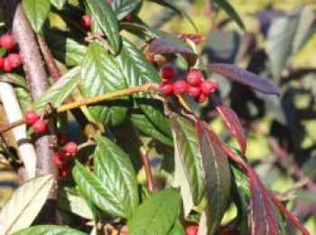 Weidenblättrige Hängemispel, 80-100 cm, Cotoneaster salicifolius var. floccosus, Containerware