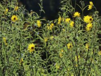 Klafterlange Sonnenblume, Helianthus orgyalis, Topfware