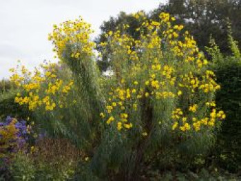 Weidenblättrige Sonnenblume, Helianthus salicifolius, Topfware