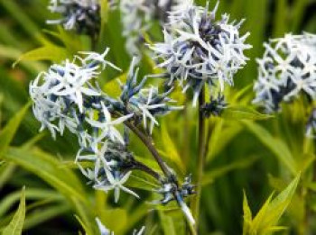 Weidenblättriger Röhrenstern, Amsonia tabernaemontana var. salicifolia, Topfware