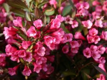 Weigelie &#8218;Alexandra&#8216;, 40-60 cm, Weigela florida &#8218;Alexandra&#8216;, Containerware