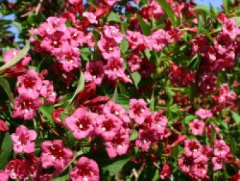 Weigelie 'Bristol Ruby', 100-125 cm, Weigela 'Bristol Ruby', Containerware