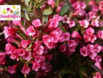 Weigelie Buntstifter &#8218;Alexandra&#8216;, 40-60 cm, Weigela florida Buntstifter &#8218;Alexandra&#8216;, Containerware