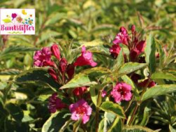 Weigelie Buntstifter &#8218;Brigela&#8216;, 40-60 cm, Weigela florida Buntstifter &#8218;Brigela&#8216;, Containerware