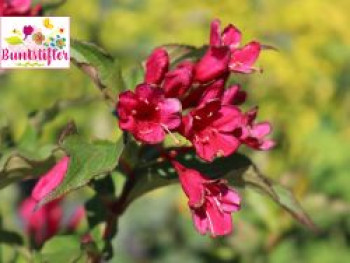 Weigelie Buntstifter &#8218;Red Prince&#8216;, 40-60 cm, Weigela Buntstifter &#8218;Red Prince&#8216;, Containerware