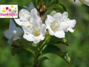 Weigelie Buntstifter &#8218;Snowflake&#8216;, 40-60 cm, Weigela Buntstifter &#8218;Snowflake&#8216;, Containerware