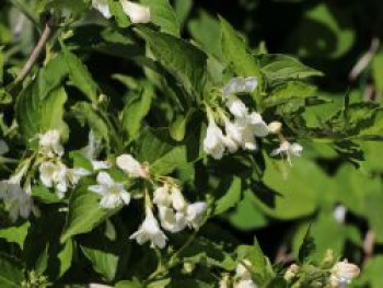 Weigelie 'Candida', 40-60 cm, Weigela 'Candida', Containerware