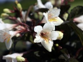 Weigelie 'Ebony and Ivory', 30-40 cm, Weigela florida 'Ebony and Ivory', Containerware