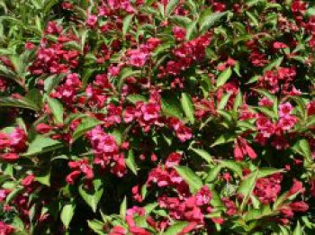 Weigelie &#8218;Eva Rathke&#8216;, 60-100 cm, Weigela &#8218;Eva Rathke&#8216;, Containerware