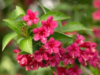 Weigelie &#8218;Evita&#8216;, 60-100 cm, Weigela &#8218;Evita&#8216;, Containerware