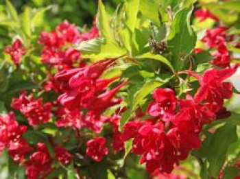 Weigelie &#8218;Lucifer&#8216; ®, 60-100 cm, Weigela &#8218;Lucifer&#8216; ®, Containerware