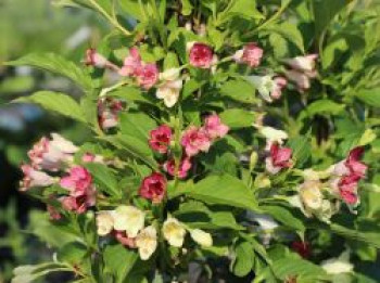 Weigelie 'Marjorie', 60-80 cm, Weigela florida 'Marjorie', Containerware