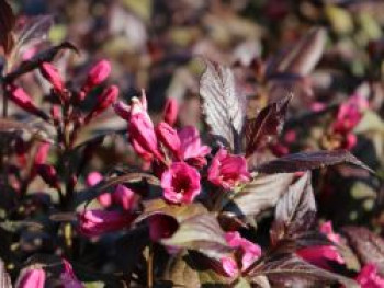 Weigelie 'Minor Black' ®, 30-40 cm, Weigela florida 'Minor Black' ®, Containerware