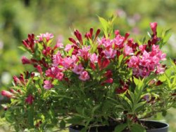 Weigelie &#8218;Picobella Rosa&#8216;, Weigela florida &#8218;Picobella Rosa&#8216;, Containerware