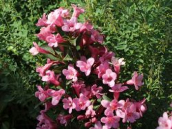 Weigelie 'Pink Poppet', 20-30 cm, Weigela florida 'Pink Poppet', Containerware