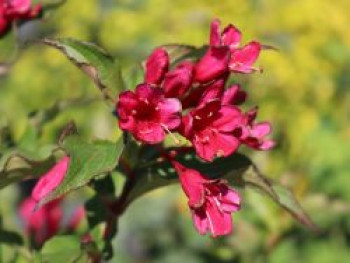 Weigelie 'Red Prince', 60-100 cm, Weigela 'Red Prince', Containerware