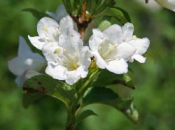 Weigelie &#8218;Snowflake&#8216;, 40-60 cm, Weigela &#8218;Snowflake&#8216;, Containerware