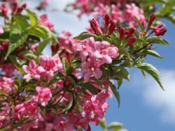 Weigelie 'Styriaca', 100-150 cm, Weigela 'Styriaca', Containerware