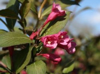 Weigelie &#8218;Victoria&#8216;, 30-40 cm, Weigela florida &#8218;Victoria&#8216;, Containerware