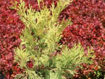 Weihrauchzeder 'Berrima Gold', 40-60 cm, Calocedrus decurrens 'Berrima Gold', Containerware