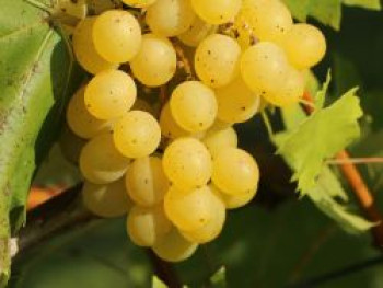 Weintraube 'Banana', 80-100 cm, Vitis vinifera 'Banana', Containerware