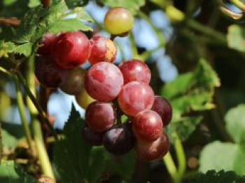 Weintraube &#8218;Bellarosso&#8216;, 80-100 cm, Vitis &#8218;Bellarosso&#8216;, Containerware