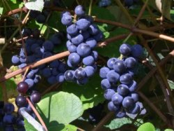 Weintraube &#8218;Berry Sweet Blue&#8216;, 80-100 cm, Vitis vinifera &#8218;Berry Sweet Blue&#8216;, Containerware