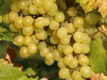 Weintraube 'Chardonnay', 100-150 cm, Vitis vinifera 'Chardonnay', Containerware