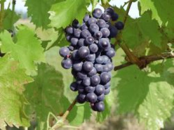 Weintraube 'Dornfelder' ®, 100-150 cm, Vitis vinifera 'Dornfelder' ®, Containerware