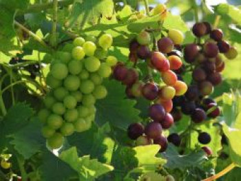 Weintraube 'Duo', 60-100 cm, Vitis vinifera 'Duo', Containerware