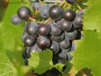 Weintraube 'Erdbeertraube', 100-150 cm, Vitis vinifera 'Erdbeertraube', Containerware