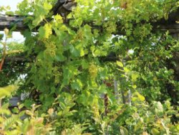 Weintraube 'Himrod', 60-100 cm, Vitis vinifera 'Himrod', Containerware