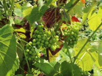 Weintraube 'Lakemont', 100-150 cm, Vitis 'Lakemont', Containerware