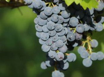 Weintraube 'Merlot', 100-150 cm, Vitis vinifera 'Merlot', Containerware