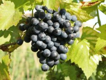 Weintraube &#8218;Muscat Bleu&#8216;, 80-100 cm, Vitis &#8218;Muscat Bleu&#8216;, Containerware