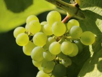 Weintraube 'Gelber Muskateller', 80-100 cm, Vitis 'Gelber Muskateller', Containerware