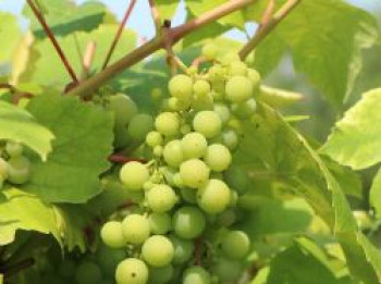 Weintraube 'Polo Muskat', 80-100 cm, Vitis vinifera 'Polo Muskat', Containerware