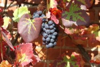 Weintraube 'Regent', 100-150 cm, Vitis 'Regent', Containerware