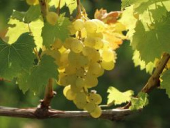 Weintraube 'Sauvignon Blanc', 100-150 cm, Vitis vinifera 'Sauvignon Blanc', Containerware