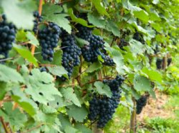 Weintraube &#8218;Solara&#8216;, 80-100 cm, Vitis &#8218;Solara&#8216;, Containerware