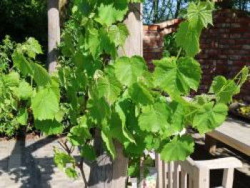 Weintraube 'Suffolk Red', 80-100 cm, Vitis 'Suffolk Red', Containerware